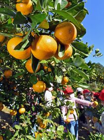 那須烏山でミカン収穫