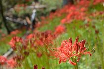 城山公園のヒガンバナ見頃　茂木