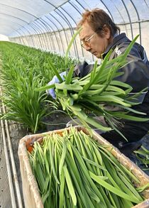 鹿沼で冬ニラ収穫始まる