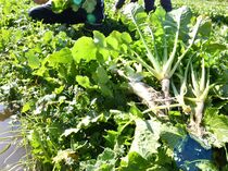 収穫期迎えた野口菜　日光