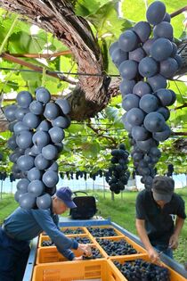 ブドウ収穫本格化　栃木