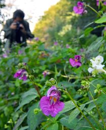 ツリフネソウ見頃　栃木
