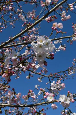 駐車場付近に植えられた神代曙
