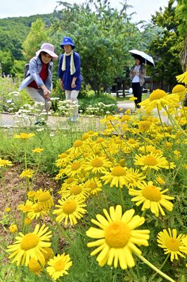見頃を迎え、鮮やかな黄色の花を咲かせるダイヤーズカモミール＝12日午前10時55分、佐野市黒袴町