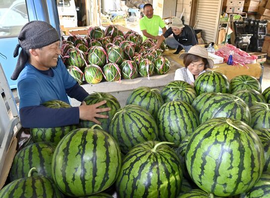出荷準備のため作業場に運び込まれた与一西瓜＝９日午前６時40分、大田原市藤沢
