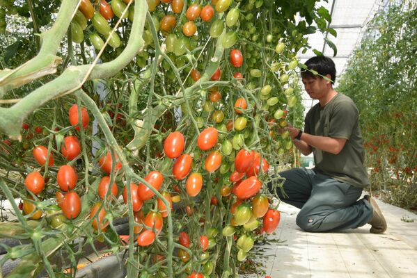 真岡市内の農家で旬を迎えているフルーツミニトマト