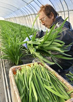 青々とした冬ニラを手際よく刈り取る石川さん＝19日午後３時10分、鹿沼市南上野町