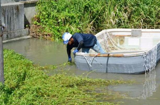 　ナガエツルノゲイトウを除去する作業員＝２０２５年９月、佐賀市
