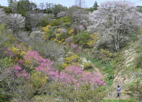 春の花々が見頃を迎えている花の山