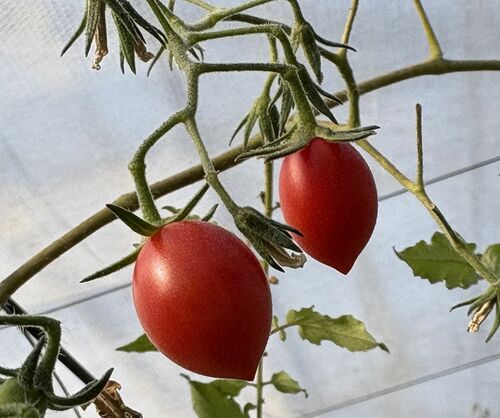 最後の最後に収獲したトマトは私が食べました。おいしかった…。