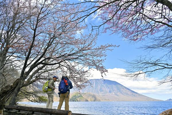 オオヤマザクラが見頃を迎えた中禅寺湖畔＝８日午後１時20分、日光市中宮祠