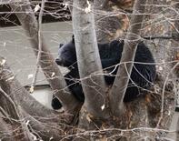 「春グマ」に注意を、既に被害も