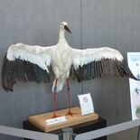コウノトリのはく製を小山市役所に展示　兵庫から譲渡された個体で製作　渡…