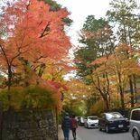 世界遺産エリア染めるグラデーション　日光・山内地区の紅葉