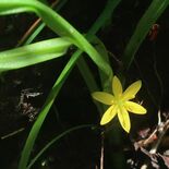 栃木県内絶滅危惧21種追加　再発見の植物、新種生物も　レッドリスト５年…
