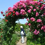 丹精したバラ咲き誇る　野木のマッセバラ園が20、21日一般開放
