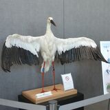 コウノトリのはく製を小山市役所に展示　兵庫から譲渡された個体で製作　渡良瀬遊水地訪れるきっかけに