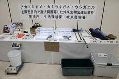 アカミミガメを販売目的で飼育