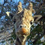 首長～くして募金待つ　キリンの環境改善協力を　宇都宮動物園がＣＦ