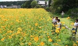 里山彩るオレンジ色