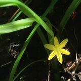 栃木県内絶滅危惧21種追加　再発見の植物、新種生物も　レッドリスト５年ぶり改訂