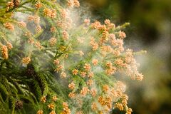 花粉の本格的な飛散４月中旬まで　栃木県の飛散量は前年比38％　「つらさ」は前年より増加