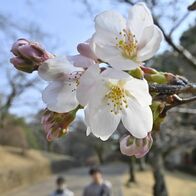 宇都宮で桜開花、平年より６日早く
