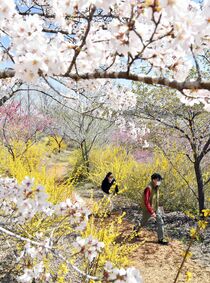 茂木の「花の山」で春の花が見頃
