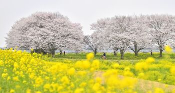 栃木県内桜便り2026 渡良瀬遊水地の桜（小山） 桜と菜の花が共演 花の