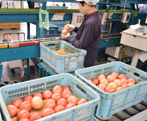 出荷作業が進む「赤い恋人」