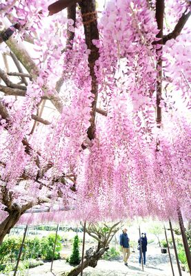 見頃を迎えたフジ（超広角レンズ使用）
