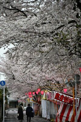 見頃を迎えた新川の桜並木＝９日午後、宇都宮市