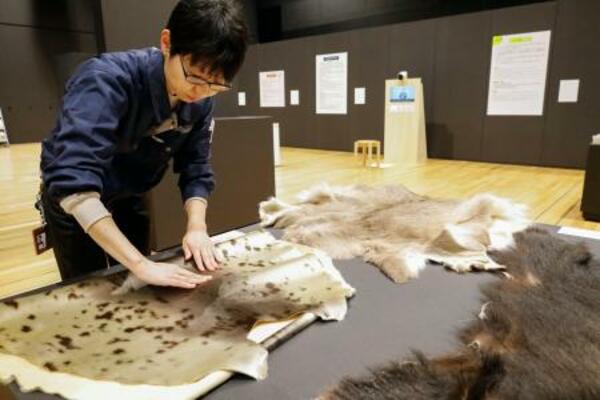 展示された動物の毛皮を触る博物館の担当者=3月、北海道白老町