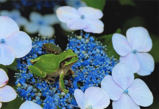 「ひと休み」阿久津ハツヱ（宇都宮）