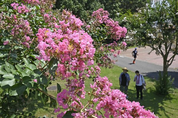 ピンク色の花を咲かせるサルスベリ＝19日午後０時10分、壬生町国谷