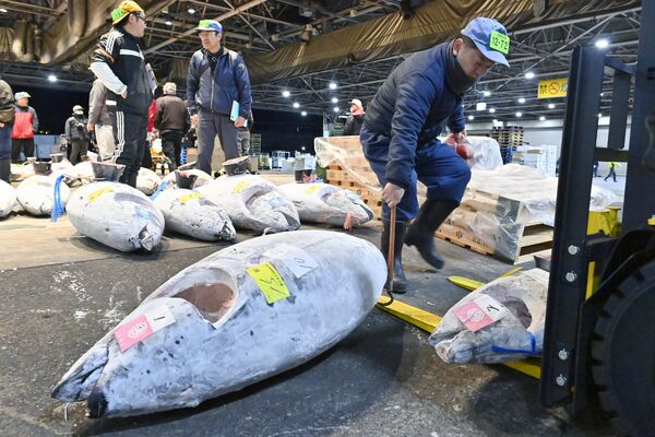 競り落とした冷凍メバチマグロを運び出す仲卸業者＝５日午前５時40分、宇都宮市簗瀬町
