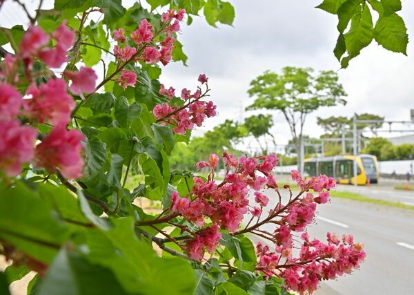 LRTが行き交うそばで咲くベニバナトチノキの花