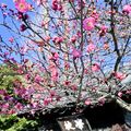 足利学校で寒紅梅咲く　現在は五分咲き、２月上旬ごろ満開に
