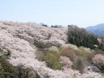 「冬桜」の名所、新遊具も
