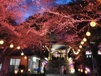 桜と光が織りなす独創的な空間　日光、温泉神社でライトアップ