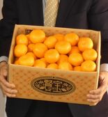 ブランドミカンの今季出荷スタート　夏場の日照りであま～く　宇都宮と宮城…