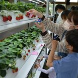廃校舎でイチゴ摘み取り　那須烏山、人口光で水耕栽培