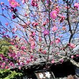 足利学校で寒紅梅咲く　現在は五分咲き、２月上旬ごろ満開に