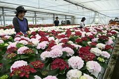 【夕刊】赤、白、ピンク、アジサイ色鮮やか