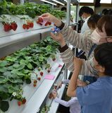 廃校舎でイチゴ摘み取り　那須烏山、人口光で水耕栽培