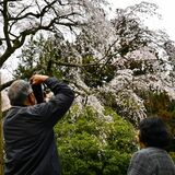 歴史ロマン薫る西行桜