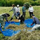 菜の花育て、地域も強く　佐野・梅園地区でプロジェト進む　農地荒廃防ぎ、景観づくり