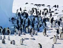 コウテイペンギンが絶滅危惧種に