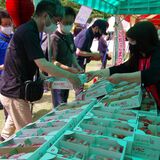 ４年ぶりにいちごまつり　イチゴ狩りや販売で市産ＰＲ　真岡