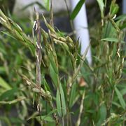 店頭で「数十年に１度」の花開花　宇都宮の日本料理店「一八」　話題に